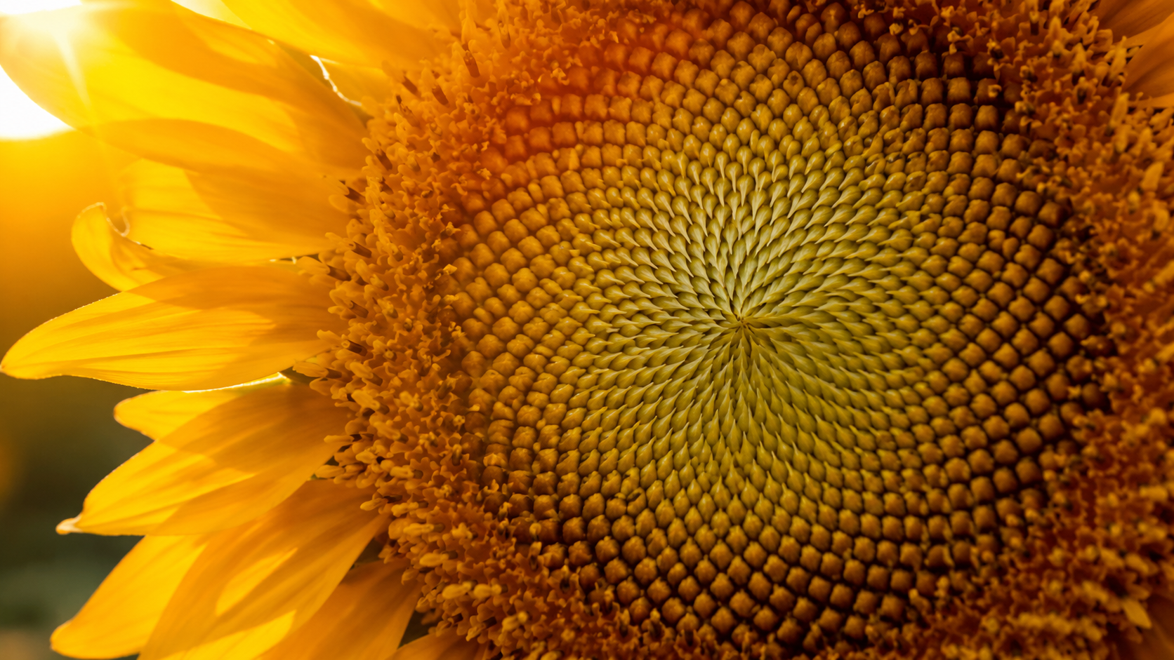 Math Beauty: The Hidden Patterns in Everyday Life
